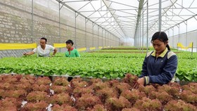 Trồng rau rạch ở Đà Lạt. Ảnh: ĐOÀN KIÊN