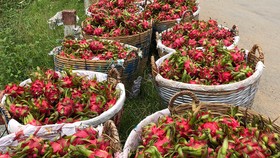 Thanh long rớt giá, diện tích vẫn tăng