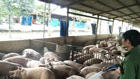 Xây dựng chuỗi sản xuất thịt heo xuất khẩu