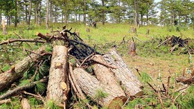 Chế tài hành vi trộm cắp, phá hoại cây cảnh