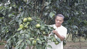 Vườn cam Vinh của ông Thắng thành công trên vùng đất Quảng Nam