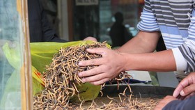 Thật - giả “tiên dược” đông trùng hạ thảo - Bài 2: Chi tiền tỷ mua... niềm tin