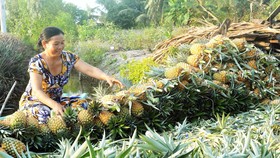 Giúp nông dân thích ứng với biến đổi khí hậu
