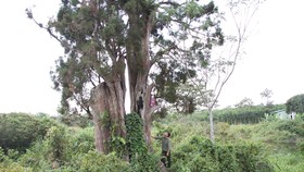 Bảo tồn báu vật của đại ngàn