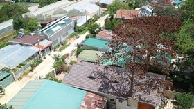 Hai cây thông bị "nhốt" trong nhà chết khô, được phát hiện chưa lâu tại tổ dân phố 18, phường 3, TP Đà Lạt. Ảnh: ĐOÀN KIÊN