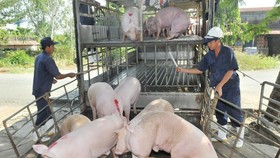 Lỗ hổng kiểm dịch