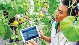 Nông nghiệp công nghệ cao vẫn còn thấp