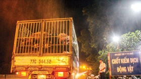 Miền Trung: Tổng lực chống dịch tả heo châu Phi