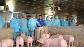 Đừng thờ ơ với dịch tả heo