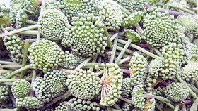 Công dụng củ tam thất