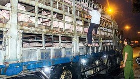 Công bố dịch tả heo châu Phi: FAO đề nghị mức “khẩn cấp quốc gia”, Bộ NN-PTNT khẳng định “không”