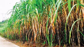 Ngành mía đường: Sức khỏe yếu, dễ tổn thương