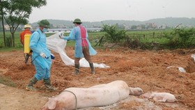 Dịch tả heo châu Phi lây lan nhanh