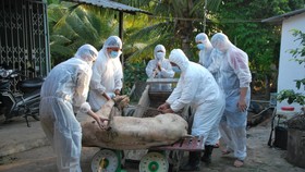 Hỗ trợ hơn 357 tỷ đồng cho người chăn nuôi bị thiệt hại do dịch tả heo