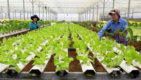 TPHCM kiến nghị Trung ương hỗ trợ cho HTX nông nghiệp