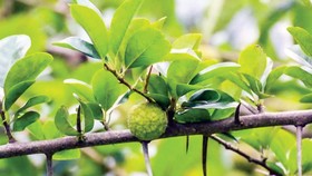 Lá mỏ quạ chữa vết thương phần mềm