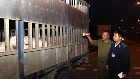 Kiểm soát chặt dịch tả lợn châu Phi, không để lây lan vào phía Nam