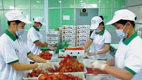 Hướng đi bền vững cho xuất khẩu rau quả