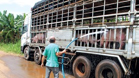 Xe chở heo không được lưu thông trên cao tốc Đà Nẵng - Quảng Ngãi