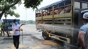 Thành lập Ban Chỉ đạo quốc gia phòng, chống dịch tả lợn châu Phi