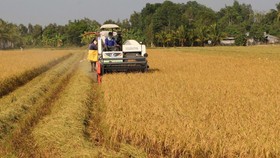 Thu hoạch lúa Đông Xuân. (Ảnh: Duy Khương/TTXVN)