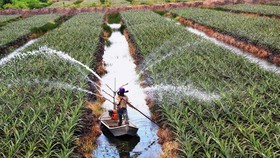 Phun nước tưới chăm sóc khóm (dứa) theo mô hình nông nghiệp công nghệ cao tại Trang trại của nông dân Nguyễn Văn Sáu ở ấp Bình Hòa, xã Bình Thạnh, huyện Trảng Bàng, tỉnh Tây Ninh. (Ảnh: Lê Đức Hoảnh/TTXVN)