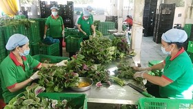 TPHCM: 50% hộ nông dân tham gia sản xuất, kinh doanh HTX