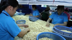 Chế biến nhân hạt điều xuất khẩu. (Ảnh: Vũ Sinh/TTXVN)