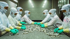 Chế biến tôm đông lạnh xuất khẩu tại Công ty Minh Phú.