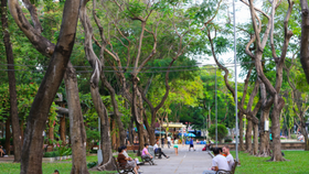 TPHCM thiếu cây xanh trầm trọng