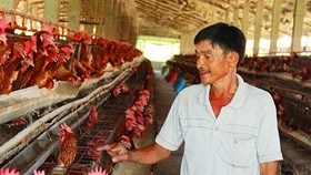 Doanh nghiệp Việt lại “nháo nhào” nuôi gia cầm