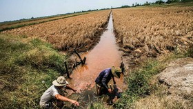 Nam bộ: Hạn mặn đến sớm