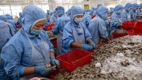 Mỹ công bố chính thức áp thuế chống bán phá giá tôm Việt 0%