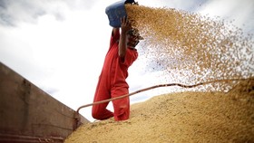 Trung Quốc đang tìm kiếm những nguồn cung cấp đậu tương khác để thay thế Mỹ. (Ảnh: Reuters)