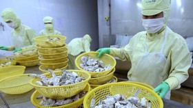 Đóng sản phẩm tôm xuất khẩu tại nhà máy của Công ty Cổ phần thủy sản Minh Phú Hậu Giang. (Ảnh: Vũ Sinh/TTXVN)