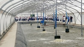 Ứng dụng công nghệ cao trong nuôi tôm nước lợ tại huyện Nhà Bè, TPHCM, mang lại nhiều hiệu quả. Ảnh: ĐĂNG LÃM