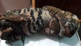 Phát hiện vụ buôn bán 2 cá thể hổ con