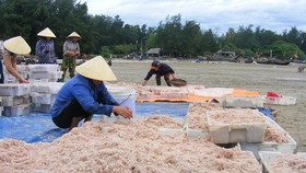 Được mùa ruốc biển