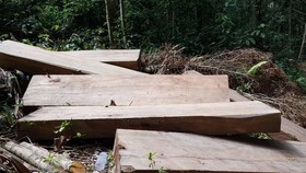 Khởi tố, bắt tạm giam đối tượng cưa hạ gỗ trái phép