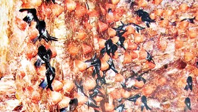 Chung tay bảo vệ đàn chim yến và đẩy mạnh nghiên cứu tạo môi trường sống an toàn, nâng cao chất lượng sản phẩm để phát triển bền vững nghề yến sào. Ảnh: M.T