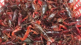 Tăng cường quản lý các loài ngoại lai xâm hại