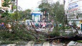Đảm bảo an toàn cây xanh đô thị trong mùa mưa