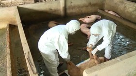 Hậu Giang: Dịch tả heo châu Phi lan nhanh