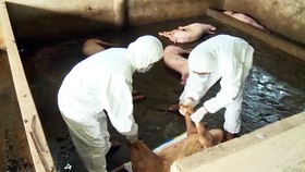 Hậu Giang công bố dịch tả heo châu Phi trên địa bàn hai xã