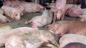 Hậu Giang: Một hộ nuôi phải tiêu hủy đàn heo 1.200 con mắc dịch tả heo châu Phi