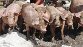 Heo được đưa đi tiêu hủy tại thị xã Ngã Bảy. Ảnh: CAO PHONG