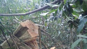 Hiện trường vụ phá rừng