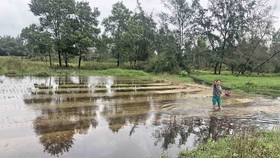 Hoa màu ngập úng vì… dự án lấp mương?