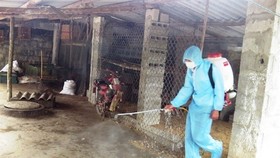 Xuất hiện ổ dịch tả heo Châu Phi tại Quảng Nam