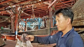 Hơn 1.000 tấn mực tồn của Quảng Nam đã được bán